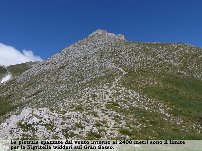 Pseudorchis albida var.tricuspis e Nigritella widderi - Gran Sasso luglio 2017